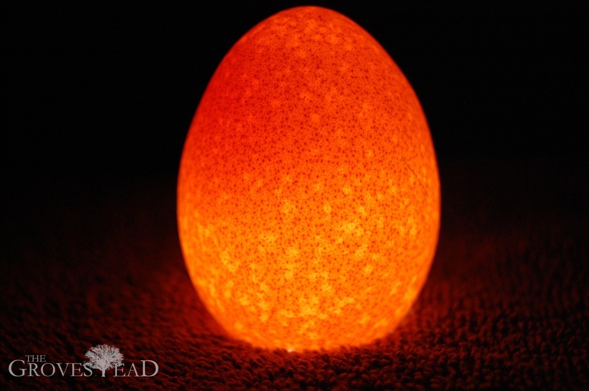 Egg Candling Pictures to pin on Pinterest