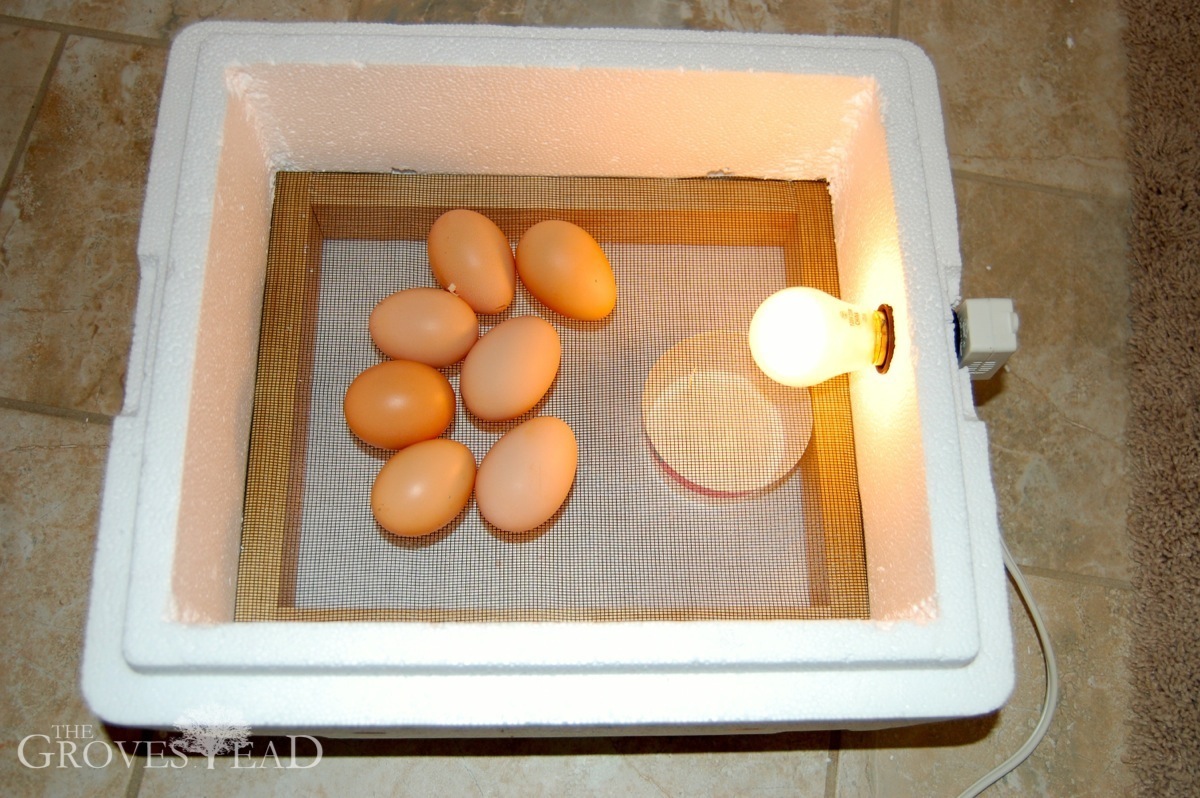 humidity of incubator for chicken eggs
