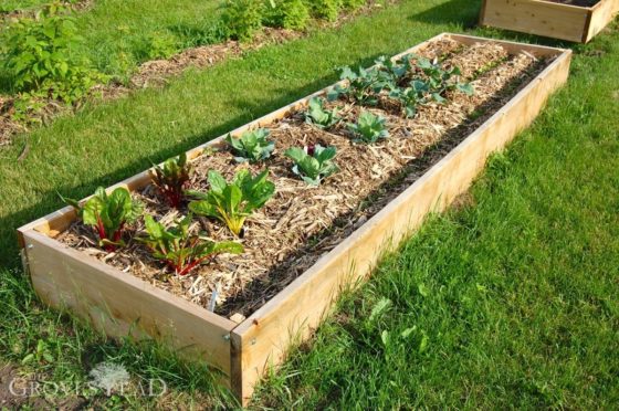 Building raised bed gardens, step-by-step – The Grovestead