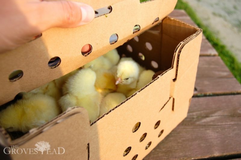 ... the fastest way to lose your chickens (and feed the local wildlife