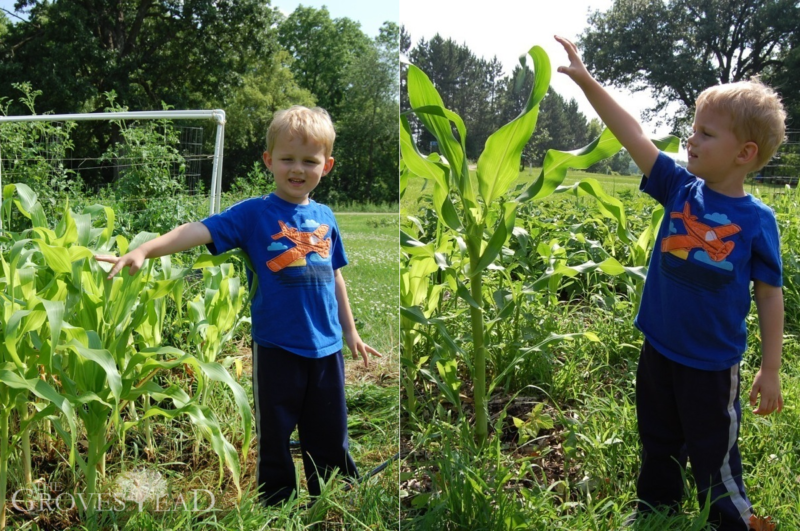 comparison of plant growth till vs no-till