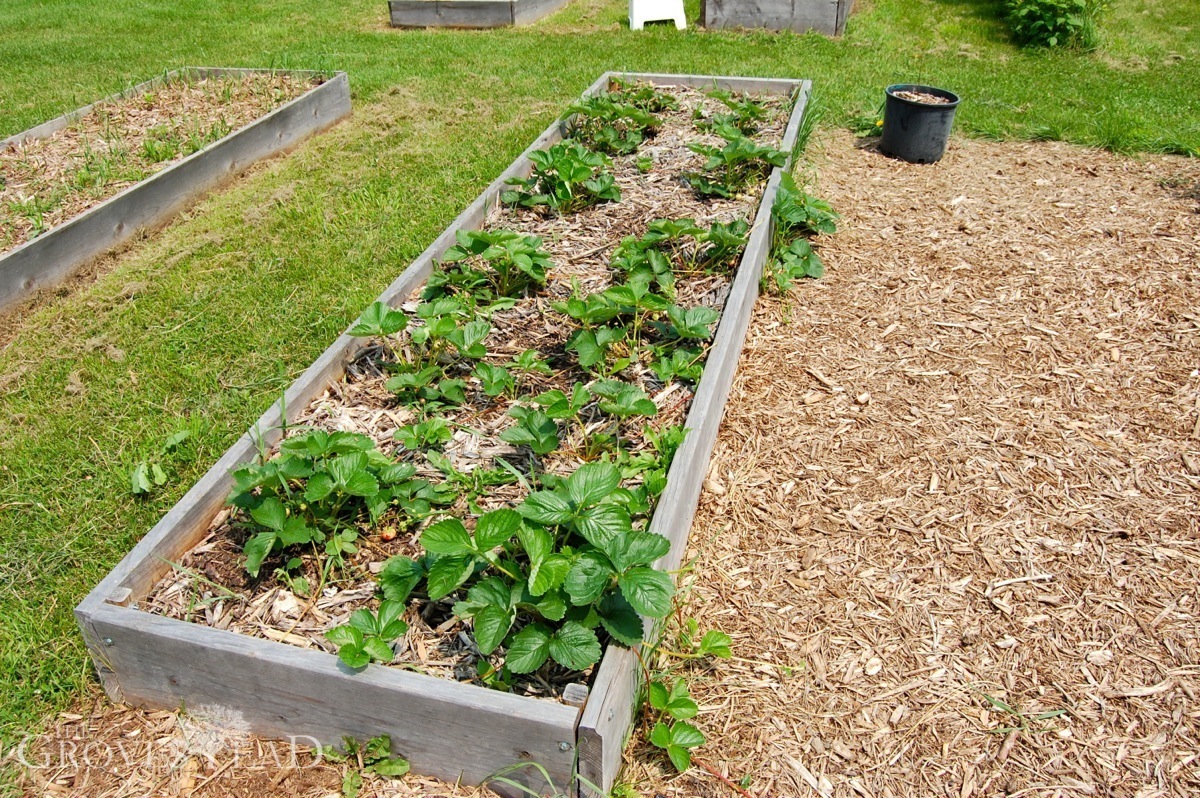 Step 2 | Growing Blueberries On Your Homesteads